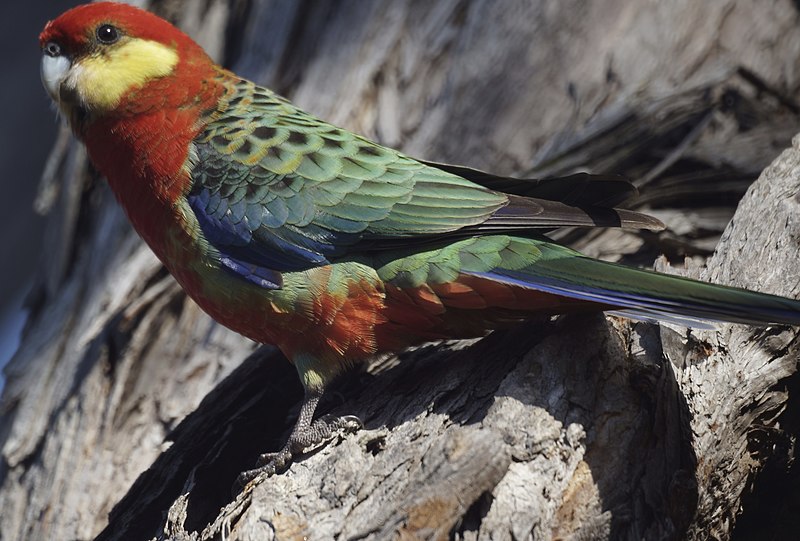 51 Most Common Western Australia Birds The Worlds Rarest Birds